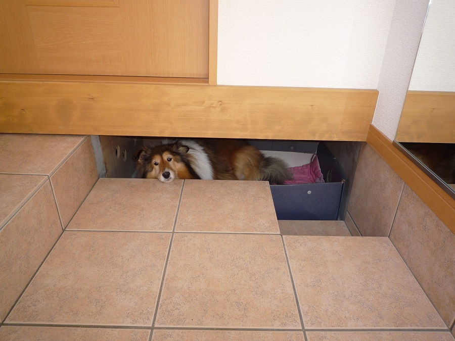 玄関は、愛犬：ペットの ≪寝床≫
